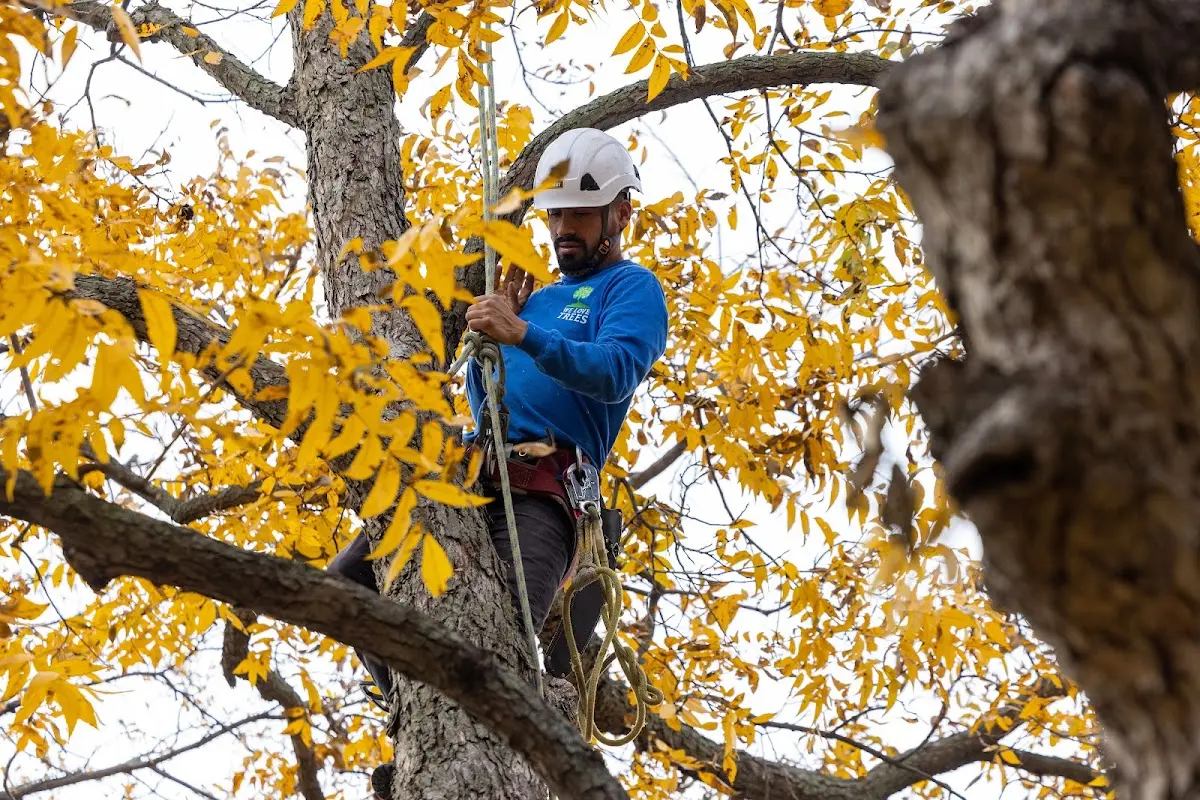 Skilled Tree Planing crew working in Kit Carson